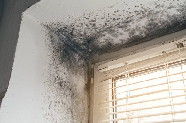 Affordable Mold Cleanup solutions in Dundas, VA